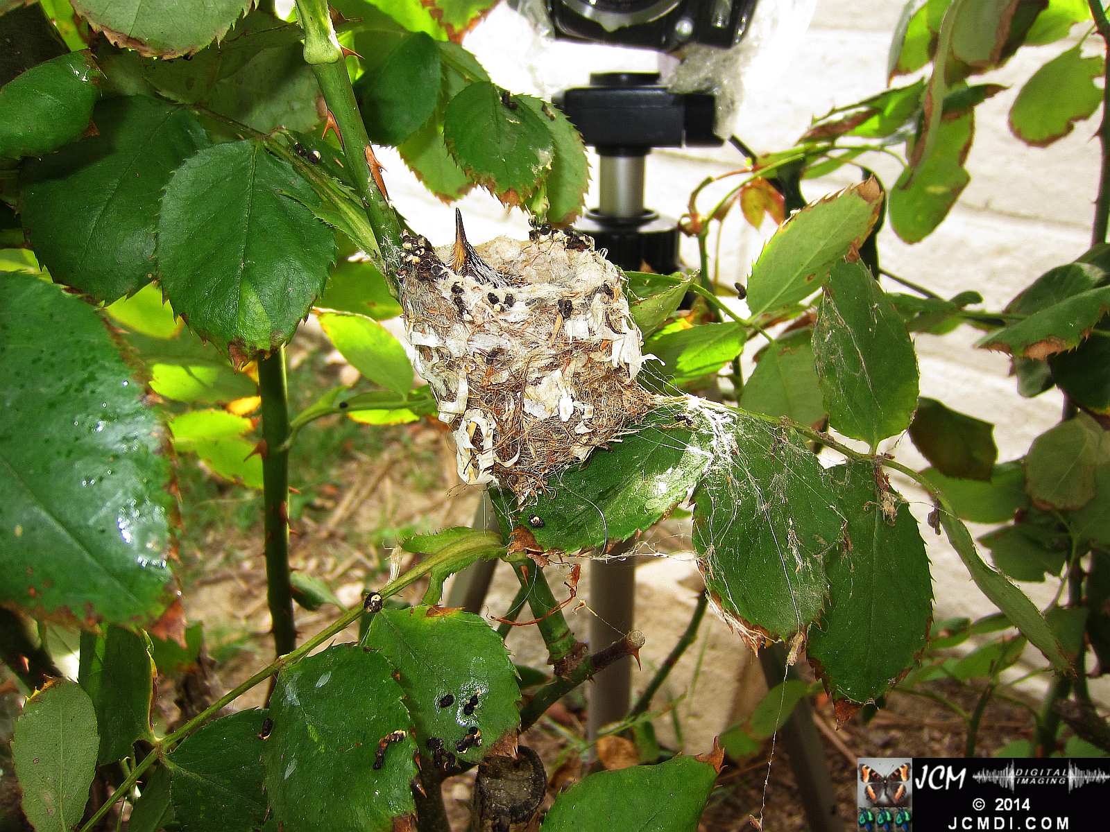 Allens Hummingbird Chick in Nest